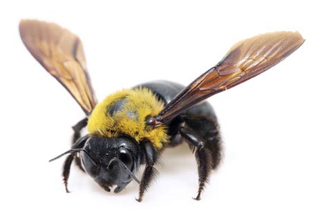 Close-up of a carpenter bee on a white background